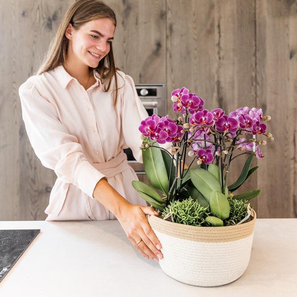 Paarse plantenset in Cotton Basket incl. waterreservoir - 3x paarse orchideeën Morelia Ø9cm + 3x groene planten