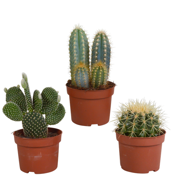 Cactus mix 10.5 cm - 3x - zonder pot