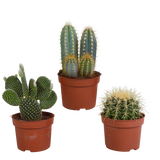 Cactus mix 10.5 cm - 3x - zonder pot
