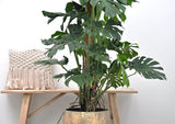 Monstera Deliciosa - ↕150cm - ⌀27