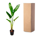 Strelitzia Augusta XXL - ↕210cm - Ø30cm
