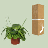 Maranta Leuconeura Fascinator Lemon Lime - ↕30cm - Ø12cm