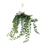 Hedera Wonder Green - ↕70cm - Ø17cm