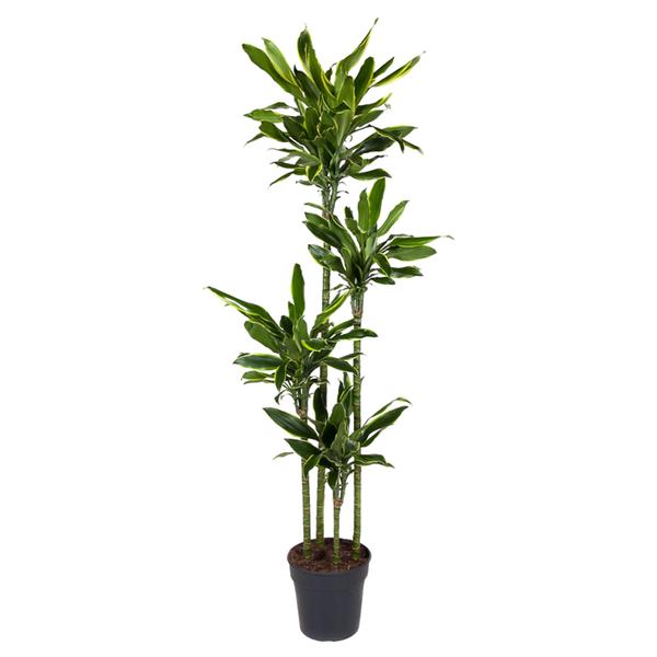 Dracaena Golden Coast - ↕170cm - Ø27cm