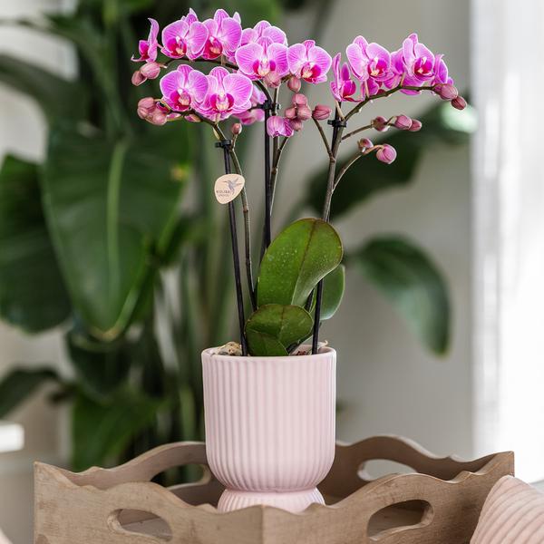 Kolibri Home | Pot diabolo rose - Ø12cm