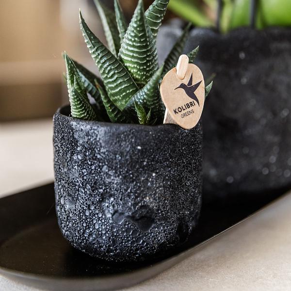 Plantenset Home Hub small | Oranje Phalaenopsis Orchidee Bolzano en Succulent incl. keramieken sierpotten op zwart dienblad