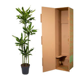 Dracaena Golden Coast - ↕170cm - Ø27cm