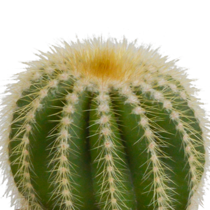 Bolcactus mix 8,5 cm | 3 stuks - in terracotta pot