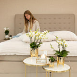 Witte phalaenopsis orchidee - Lausanne - potmaat Ø9cm