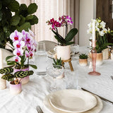 Gradience sierpot - Pink - Ø9cm