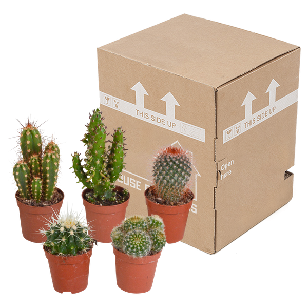 Cactus mix - 5 stuks - Ø5.5cm
