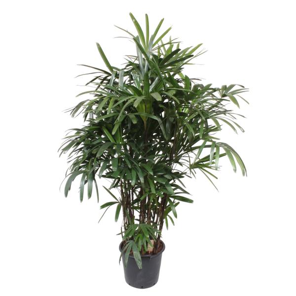 Rhapis Excelsa - ↕190cm - Ø40cm