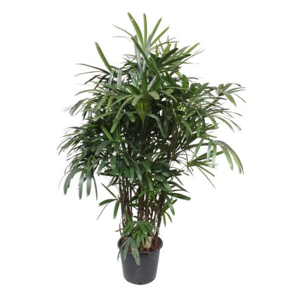 Rhapis Excelsa - ↕190cm - Ø40cm