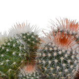 Bolcactus mix 8,5 cm | 3 stuks - in witte pot