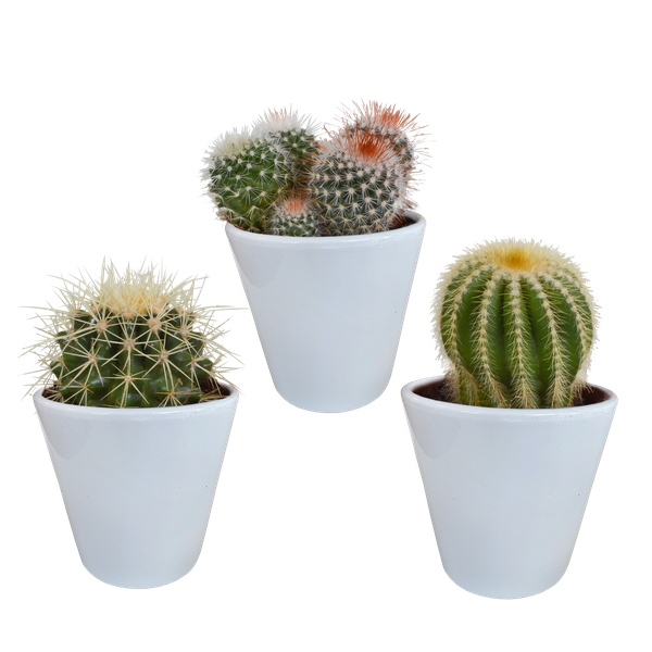 Bolcactus mix 8,5 cm | 3 stuks - in witte pot