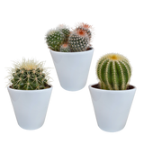 Bolcactus mix 8,5 cm | 3 stuks - in witte pot