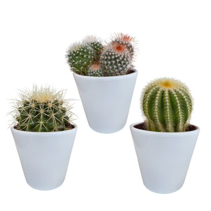 Bolcactus mix 8,5 cm | 3 stuks - in witte pot